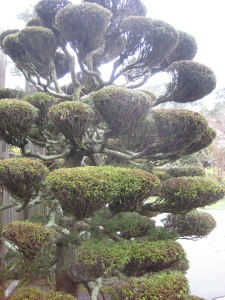 Japanese Tea Garden, Golden Gate Park